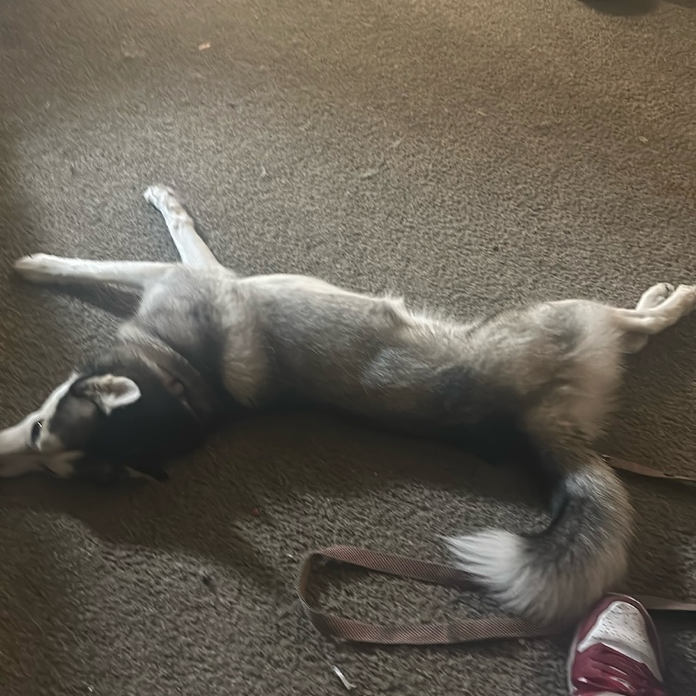 Dawg fo sail I think mf dead or sum tree dolla